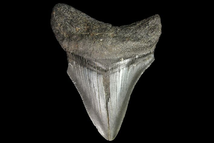 Bargain, Fossil Megalodon Tooth - Georgia #76495